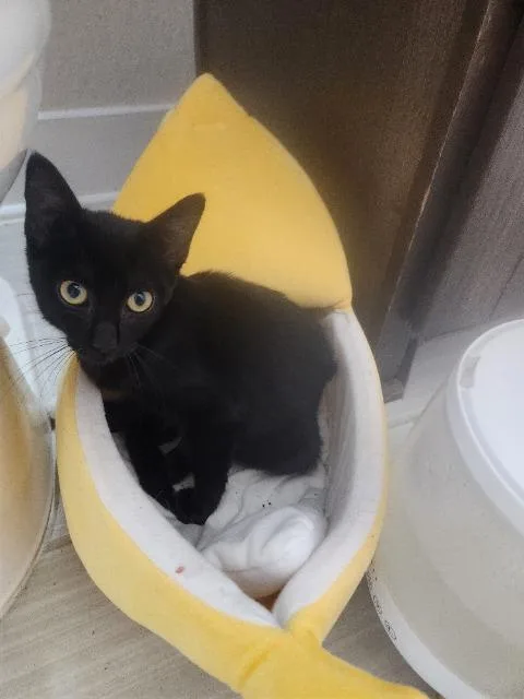 A baby medium-sized female Domestic Short Hair cat named Venli for adoption in New Braunfels, TX
