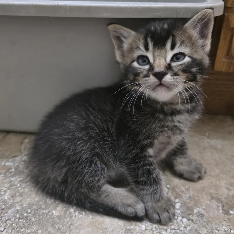 A baby small-sized male Brown / Chocolate Domestic Short Hair cat named Mocha C for adoption in Princeton, MN