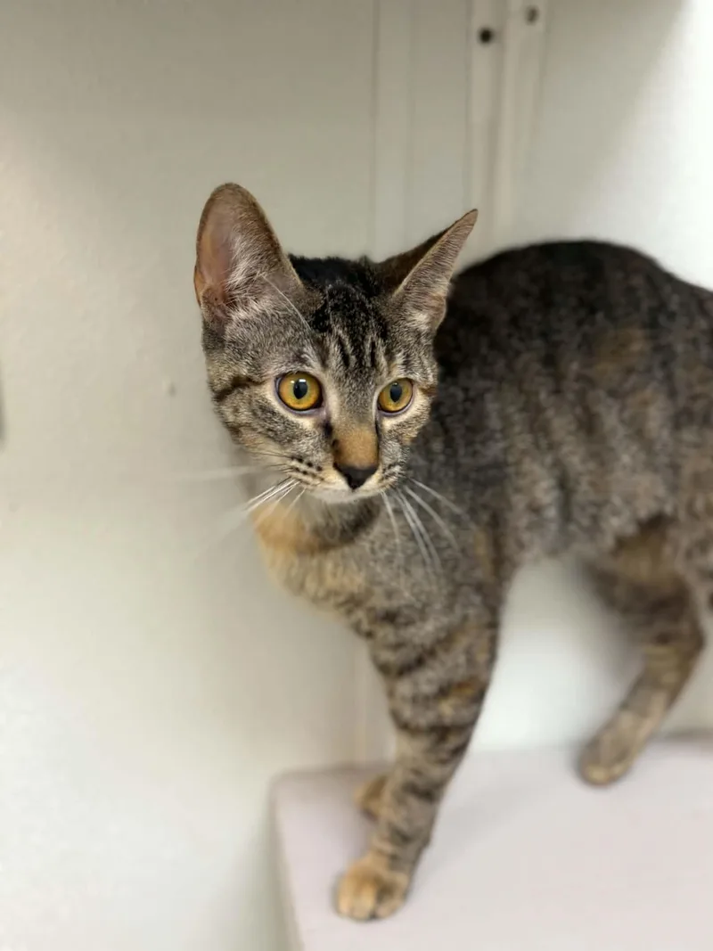 A young medium-sized female Torbie Domestic Short Hair cat named Jiggly Puff for adoption in Martinsville, IN