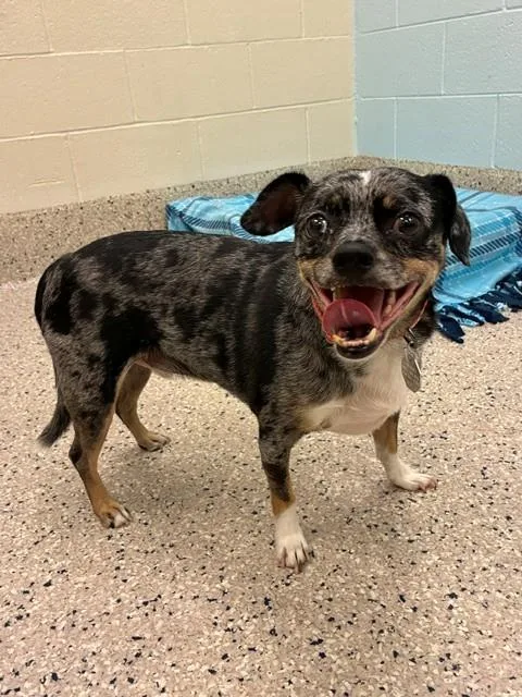 An adult small-sized male Chihuahua dog named Tobie for adoption in Brighton, CO