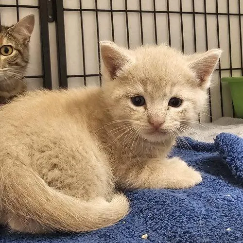 A baby small-sized male Cream / Ivory Domestic Short Hair cat named Koni for adoption in Burlington, IA
