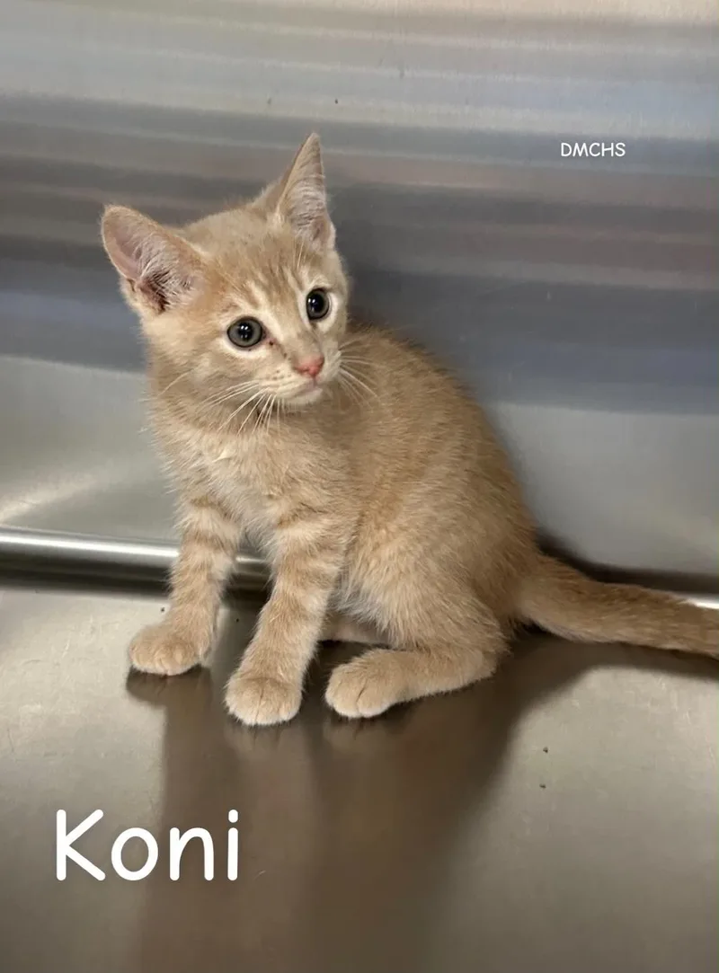 Koni thumbnail 2