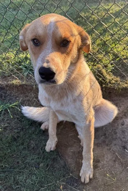 A young large-sized male Cattle Dog dog named Oscar for adoption in Conway, SC