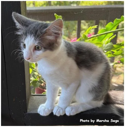 A baby medium-sized female Domestic Medium Hair cat named Annie Oakley for adoption in Oak Ridge, TN