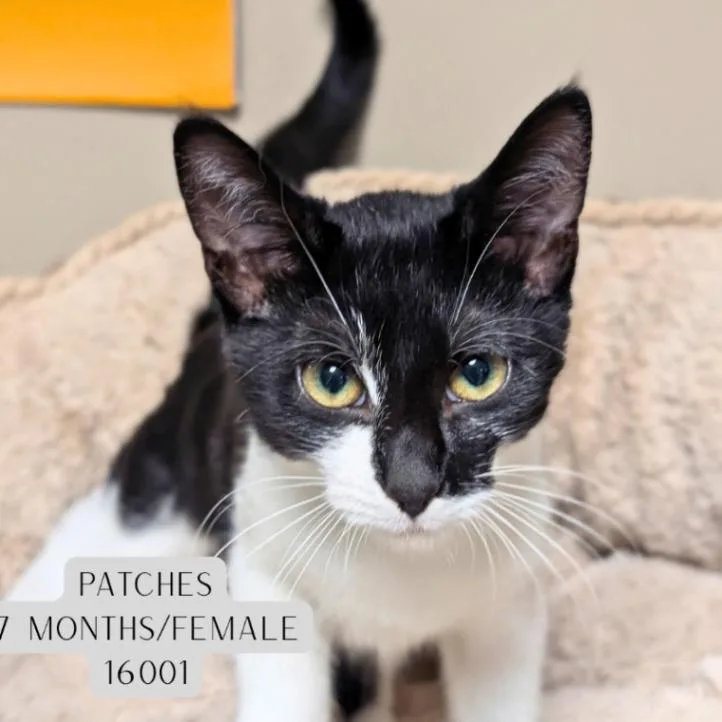 An adult medium-sized female Black Domestic Short Hair cat named Patches for adoption in Supply, NC