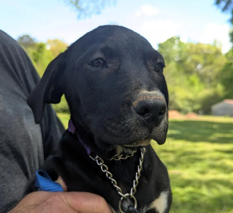 A baby large-sized female Black Hound dog named Buttons for adoption in Milner, GA