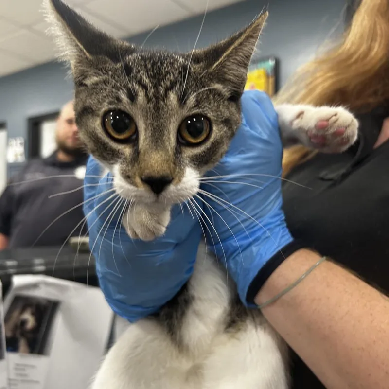 A young small-sized female Gray / Blue / Silver Domestic Short Hair cat named Comma for adoption in Newark, NJ