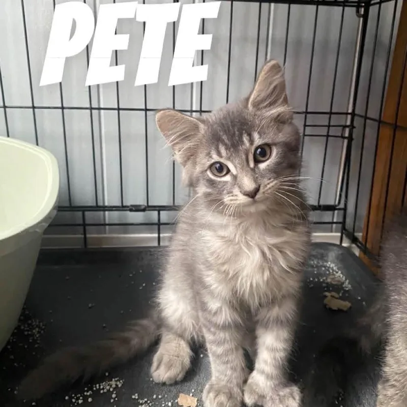 A baby small-sized male Gray / Blue / Silver Domestic Medium Hair cat named Pete for adoption in Springfield, IL
