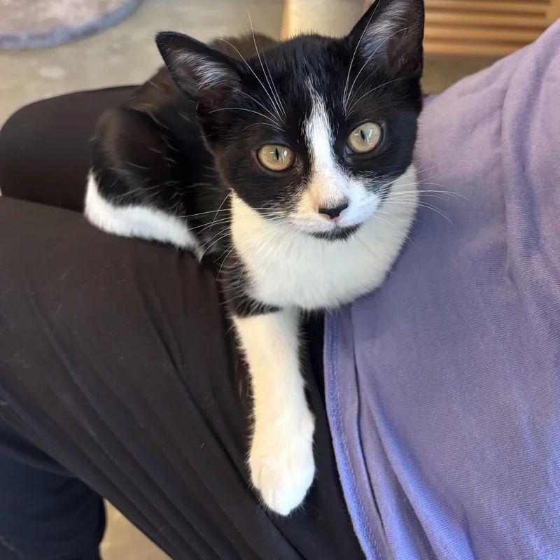 A young medium-sized female Black & White / Tuxedo Domestic Short Hair cat named Bluey for adoption in Evanston, IL
