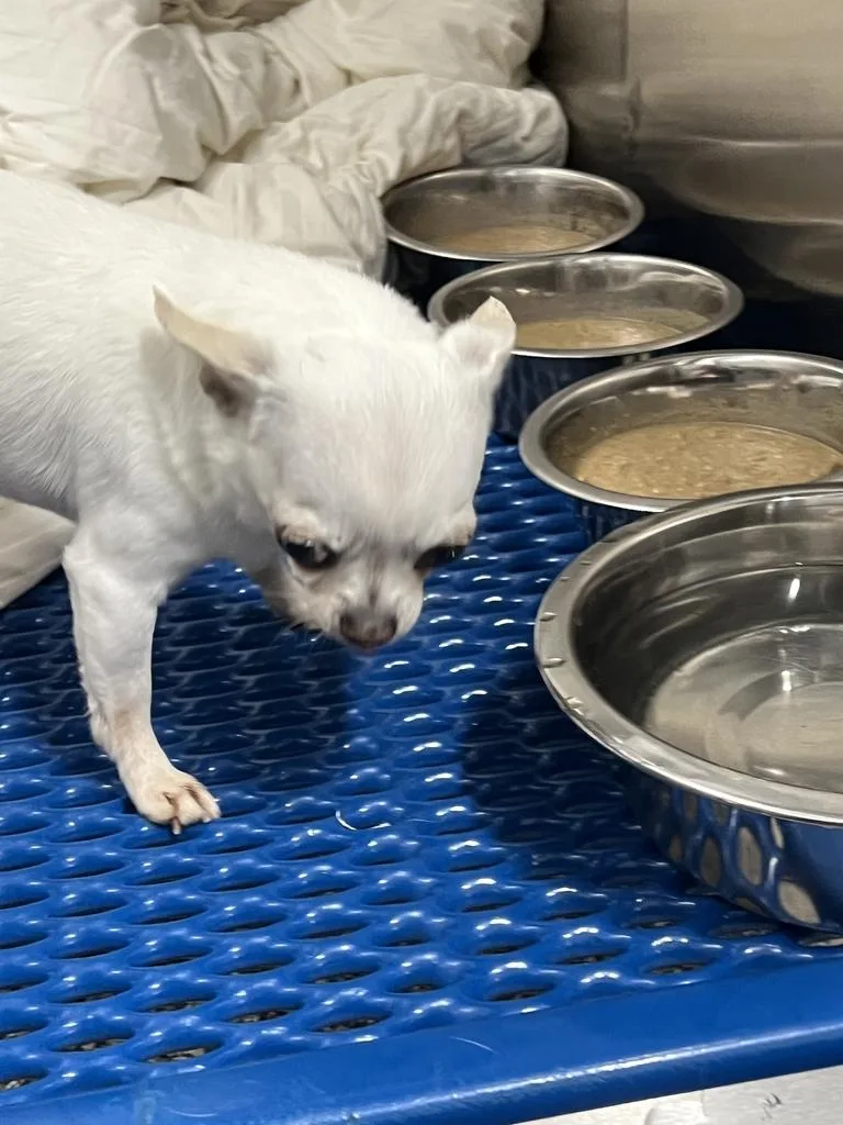 A senior small-sized male White / Cream Chihuahua dog named Frankie for adoption in Jackson, MI