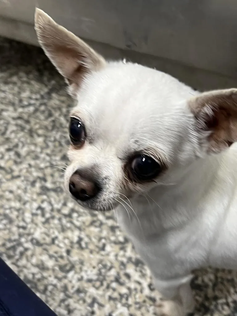 Frankie thumbnail 2