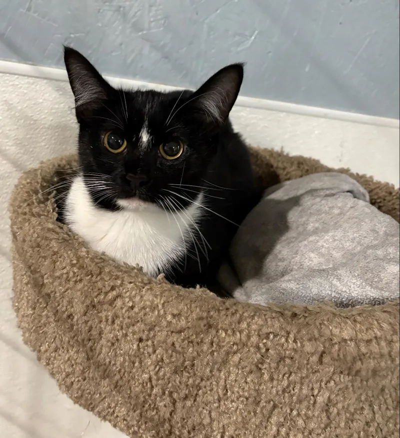 A baby medium-sized female Black & White / Tuxedo Domestic Short Hair cat named Lexi & Lily for adoption in Wadsworth, OH