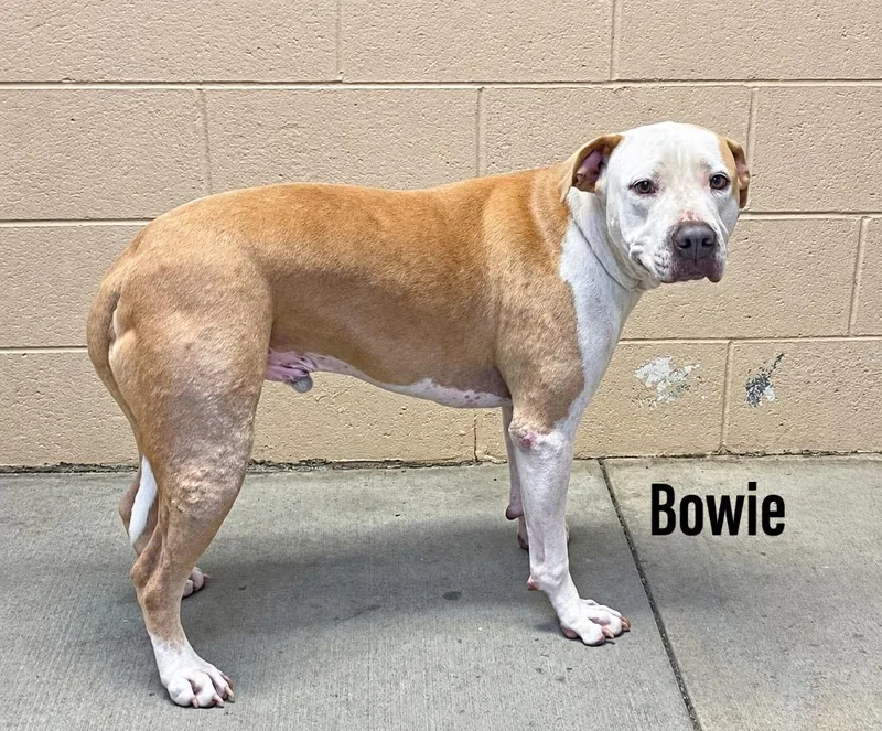 Bowie