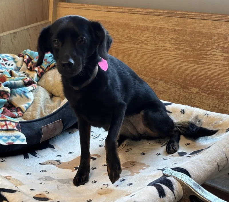 An adult small-sized female Miniature Pinscher dog named Paisley for adoption in Bartlesville, OK