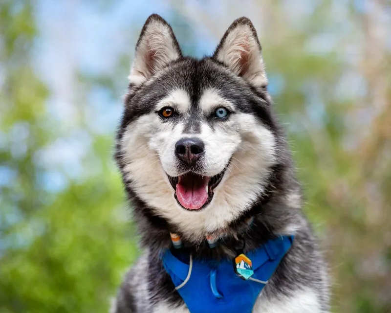 A young medium-sized female Gray / Blue / Silver Husky dog named Iceland  Carbondale  for adoption in Boulder, CO