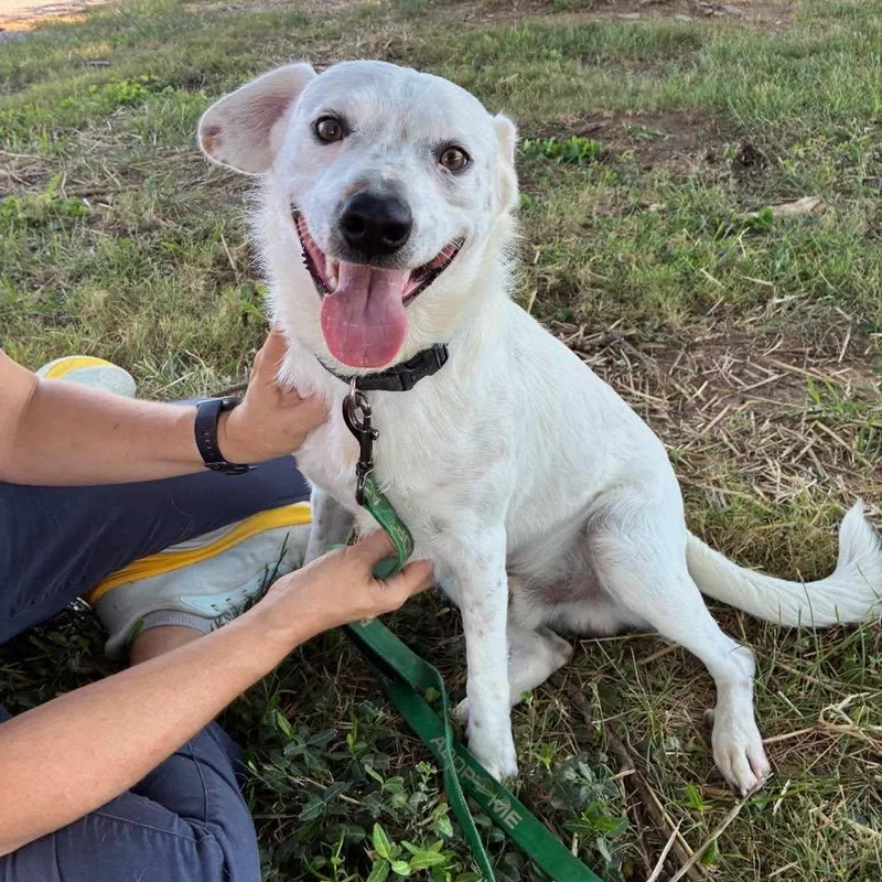 A young medium-sized male Terrier dog named Speck for adoption in Harrodsburg, KY