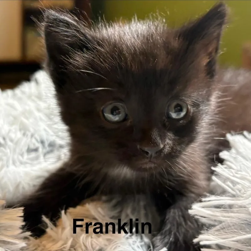 A baby medium-sized male Black Domestic Short Hair cat named Franklin for adoption in Johnson City, TN