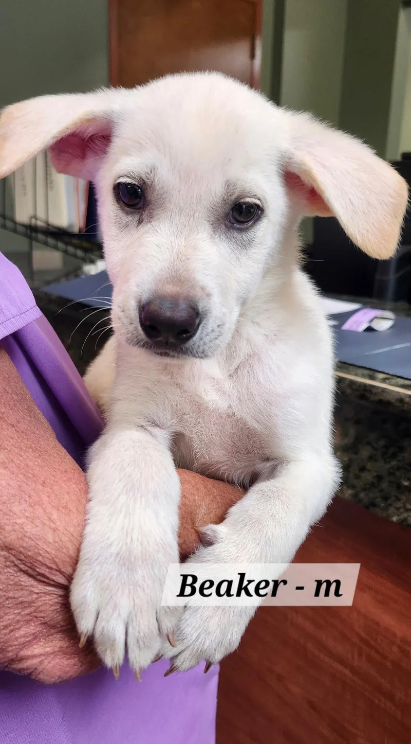 A baby medium-sized male Labrador Retriever dog named Beaker for adoption in Hillside, IL