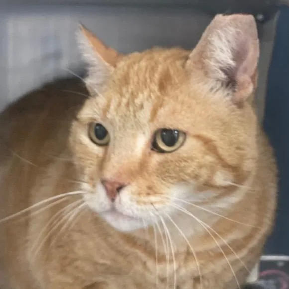 A senior large-sized male Orange / Red Domestic Short Hair cat named Rusty for adoption in West Palm Beach, FL