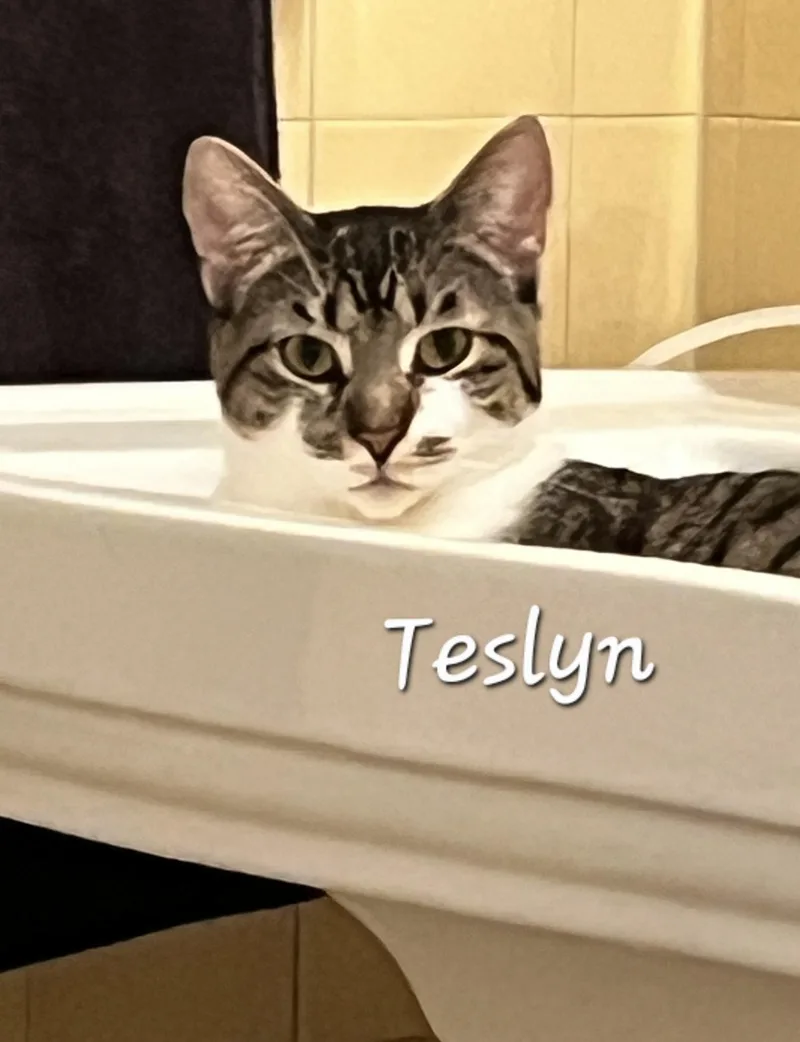 A young medium-sized female Gray & White Domestic Short Hair cat named Teslyn for adoption in Redondo Beach, CA