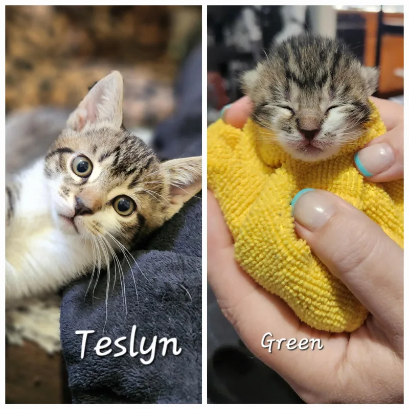 Teslyn thumbnail 2