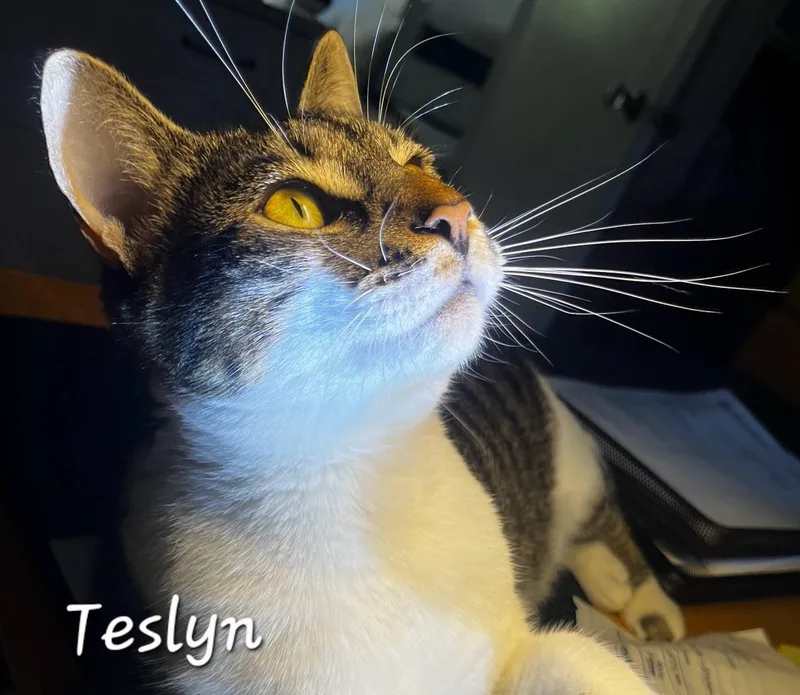 Teslyn thumbnail 3