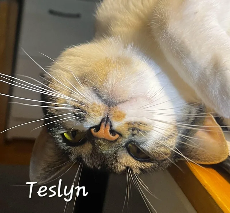 Teslyn thumbnail 4