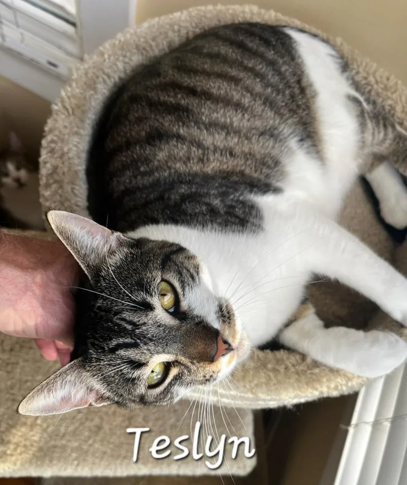 Teslyn thumbnail 5