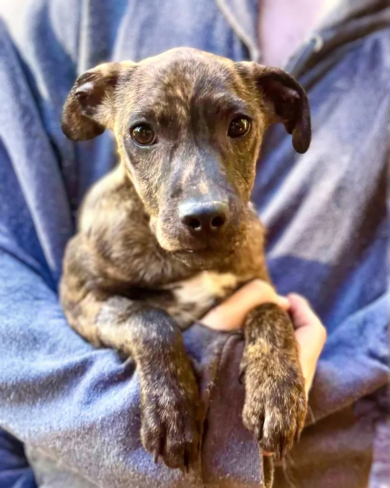 A baby small-sized male Brindle Wirehaired Terrier dog named Warlock for adoption in New York, NY