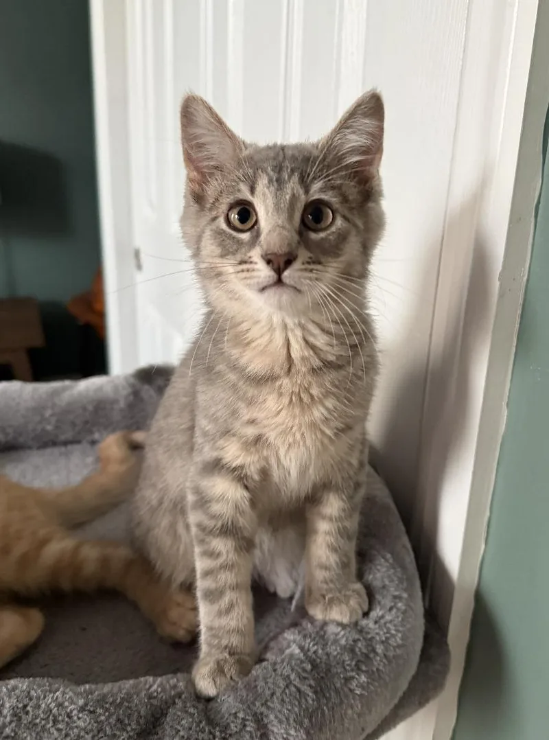 A baby medium-sized female Domestic Short Hair cat named Valve & Fender for adoption in Brooklyn, NY
