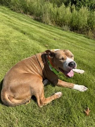 An adult large-sized female Pit Bull Terrier dog named Rosie for adoption in Atlanta, GA