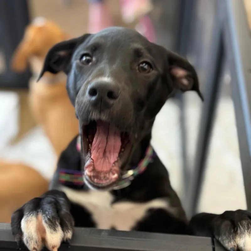 Maude