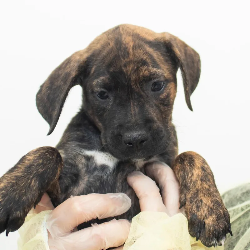 A baby small-sized female Brindle Mixed Breed dog named Sumter for adoption in Middletown, RI