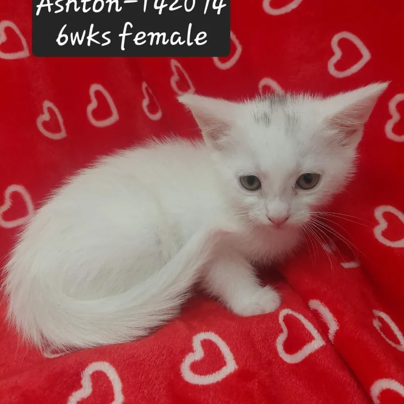 A baby small-sized female Domestic Short Hair cat named Ashton for adoption in New Tazewell, TN