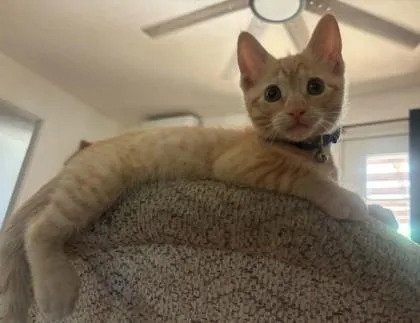 A baby small-sized female Domestic Short Hair cat named Sunny for adoption in Visalia, CA