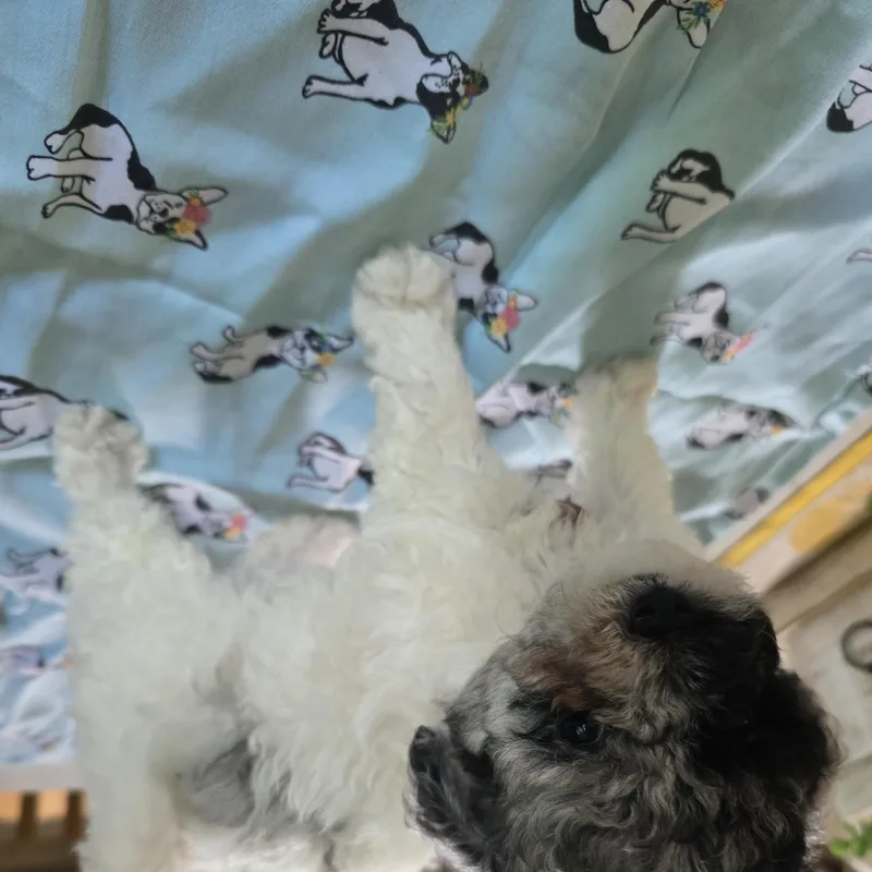 A baby small-sized male Black Yorkie Poo dog named Wolf for adoption in Zaleski, OH
