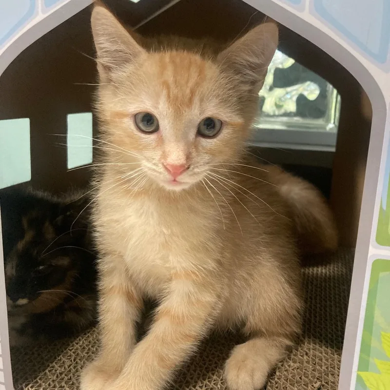 A baby medium-sized male Buff / Tan / Fawn Domestic Medium Hair cat named Butters for adoption in Watkinsville, GA
