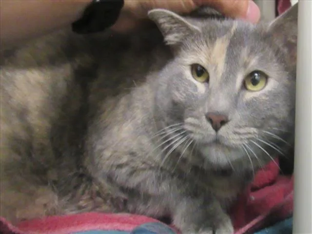 An adult large-sized female Domestic Short Hair cat named Luna for adoption in Derwood, MD