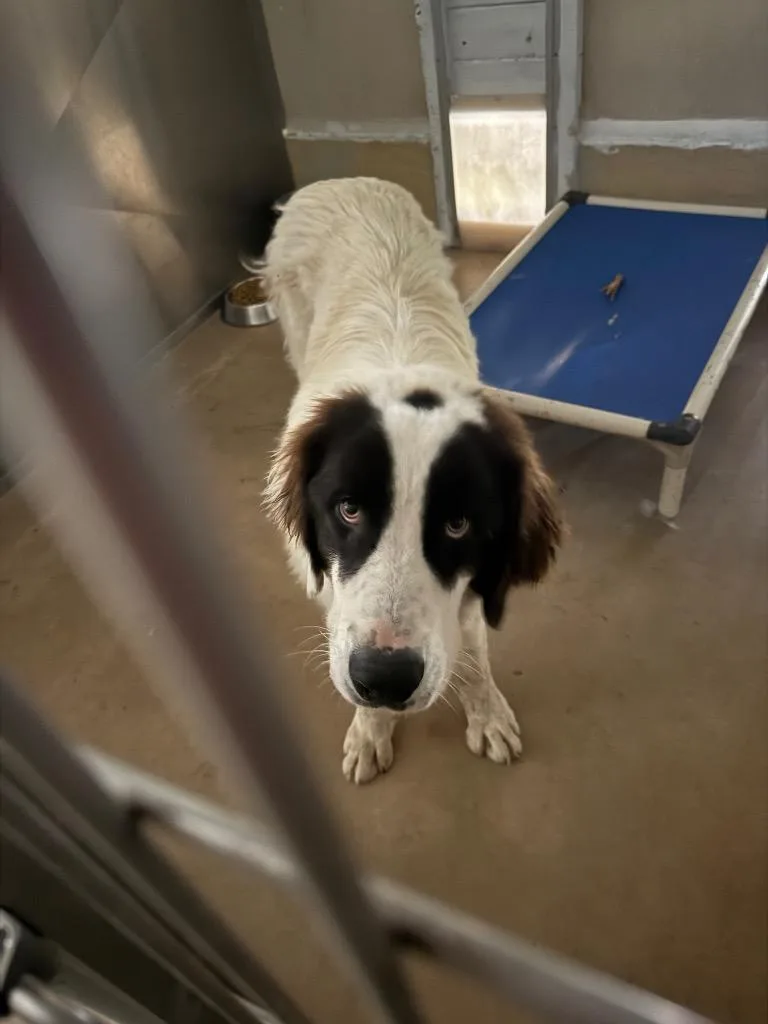 A baby large-sized male Border Collie dog named Roscoe. for adoption in Albion, NY