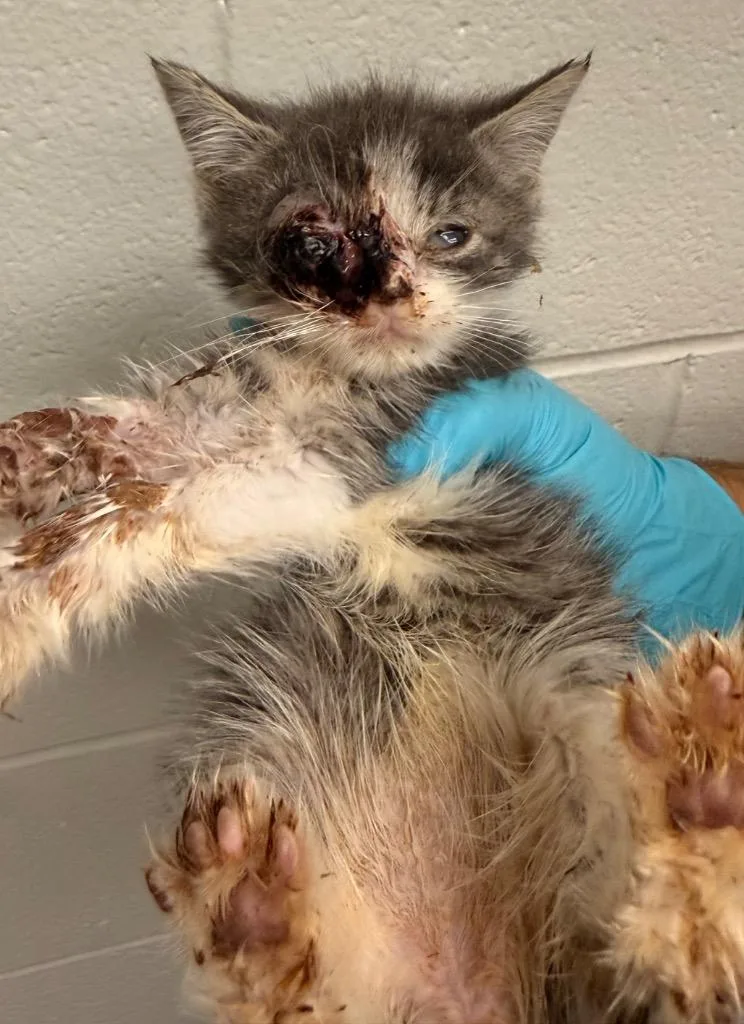 A baby small-sized male Domestic Short Hair cat named Chickpea for adoption in Defiance, OH