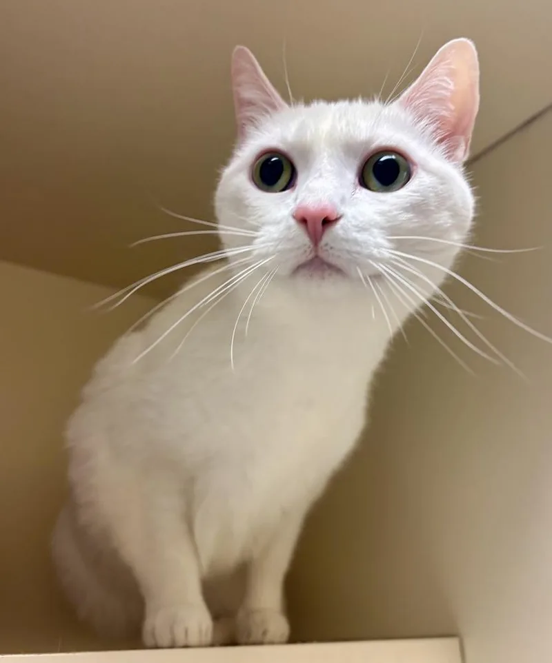 An adult medium-sized female White Domestic Short Hair cat named Moonlight for adoption in Kalamazoo, MI