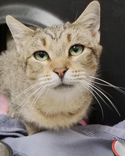 An adult medium-sized female Domestic Short Hair cat named Andi for adoption in Fishers, IN