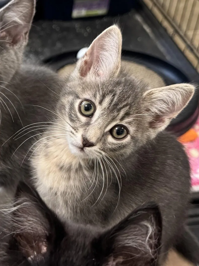 A baby medium-sized male Gray / Blue / Silver Domestic Short Hair cat named Dash for adoption in Oviedo, FL