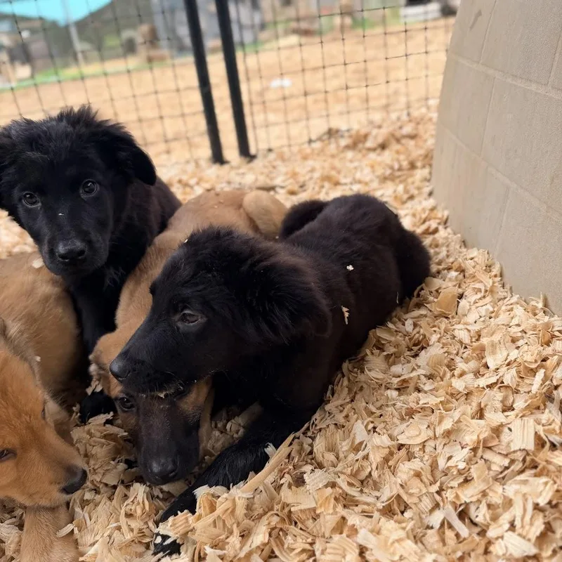A baby medium-sized male Flat-Coated Retriever dog named Hawkeye for adoption in Fosters, AL