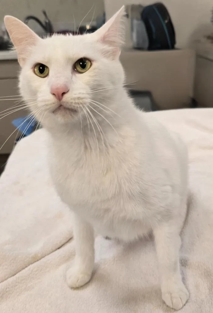 An adult small-sized male Domestic Short Hair cat named Freddy for adoption in Murphysboro, IL