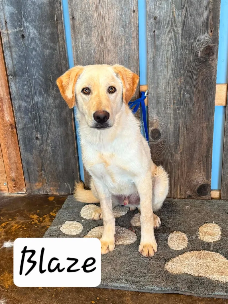 Blaze
