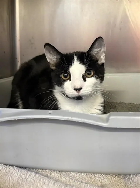 A baby medium-sized male Domestic Short Hair cat named Alejandro for adoption in Brewster, MA