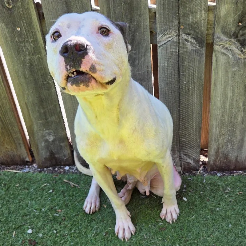 An adult medium-sized female White / Cream Terrier dog named Dollie Ann for adoption in St. Louis, MO