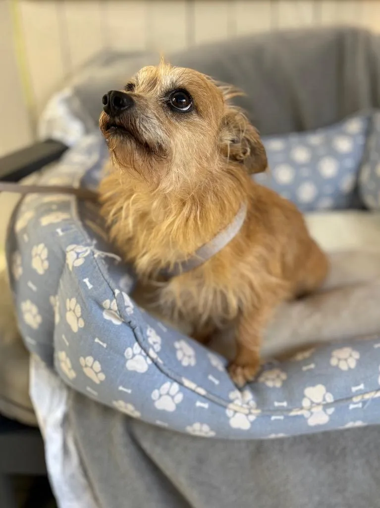 An adult medium-sized male Terrier dog named Max for adoption in Fort Worth, TX