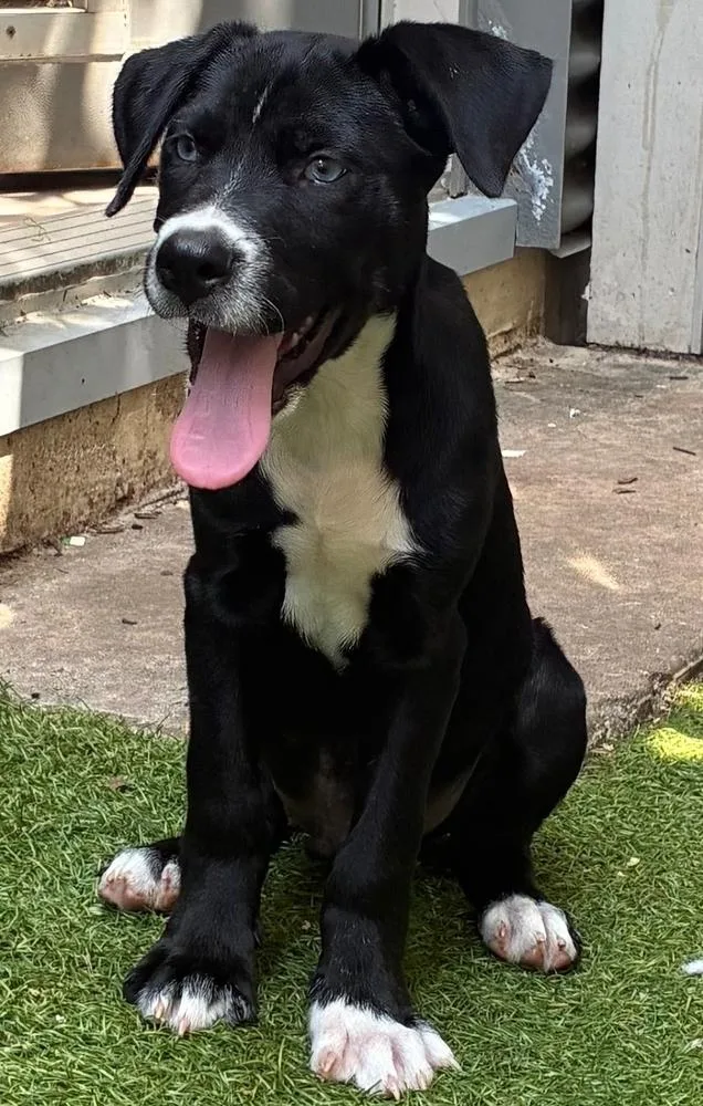 Mojo